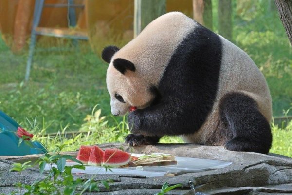 赢翻网 热浪来袭，重庆动物园小可爱们的“防暑套餐”来了